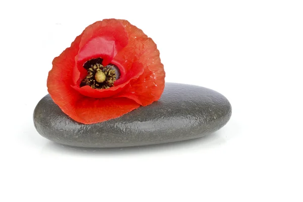 Concept spa avec pierre zen et fleur — Photo