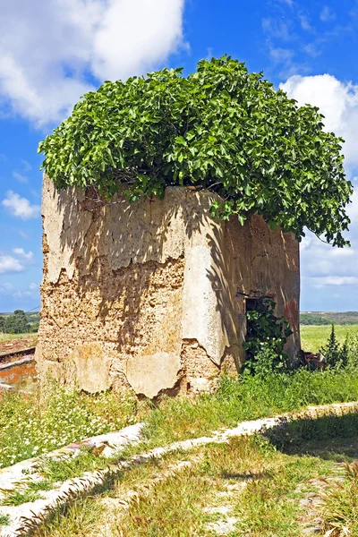 Olivier poussant dans une vieille ruine — Photo