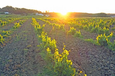 Vineyard in Portugal, Alentejo region at sunset clipart