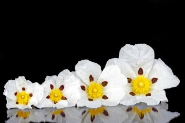 Gum rockrose - Cistus ladanifer - in the heath fields of Alentej clipart