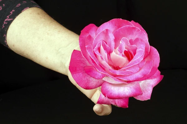 Mulher segurando uma rosa rosa rosa cabeça em suas mãos — Fotografia de Stock