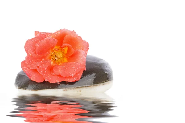 Orange wild rose on a hot stone in water — Stock Photo, Image