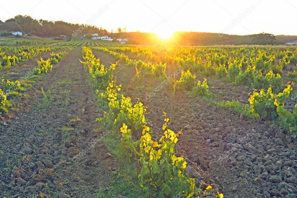 Vineyard in Portugal, Alentejo region at sunset