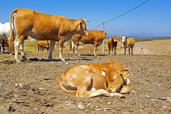 Спящий теленок в сельской местности Португалии — стоковое фото