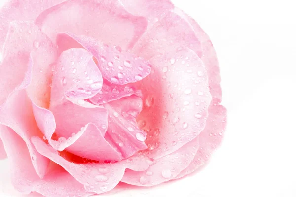 Rosa rose med vanndråper makro – stockfoto