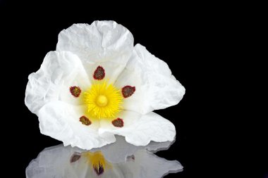 Gum rockrose, Cistus ladanifer in the heath fields of Alentej clipart