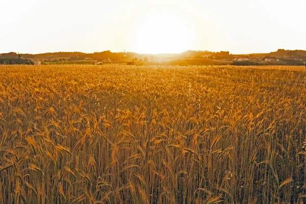 Pôr do sol sobre os campos de milho — Fotografia de Stock