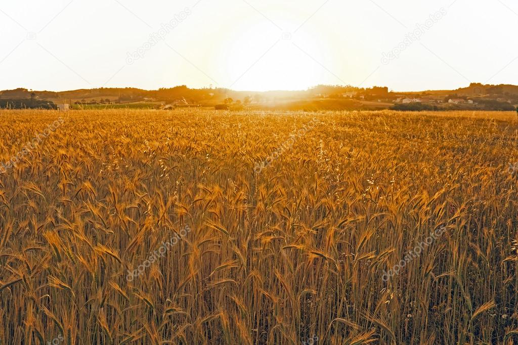 Sunset over the corn fields