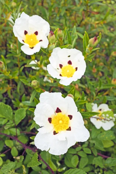 Gum rockrose, cistus ladanifer in the fields from Portugal — Stock Photo, Image