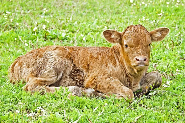 Bezerro recém-nascido no prado na primavera — Fotografia de Stock