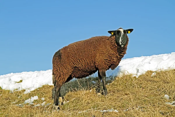 Czarna owca na plaży w zimie — Zdjęcie stockowe