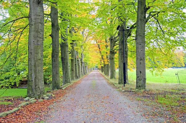 Fall in the countryside from the Netherlands — Stock Photo, Image