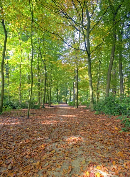 Herfst op het platteland vanuit Nederland — Stockfoto