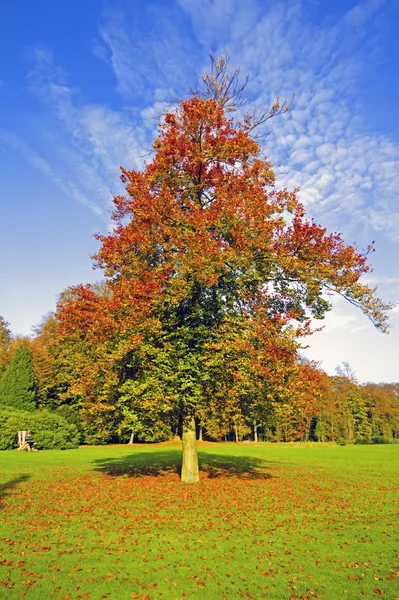 Herfst op het platteland vanuit Nederland — Stockfoto