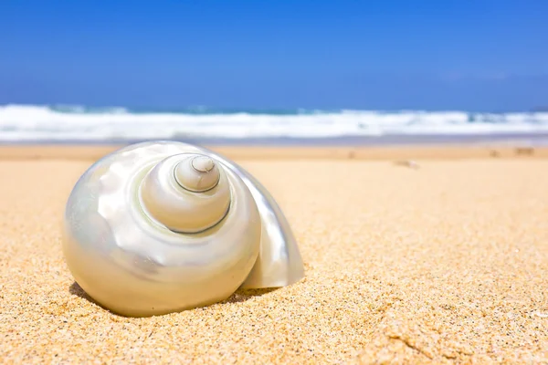 Seashell på stranden — Stockfoto