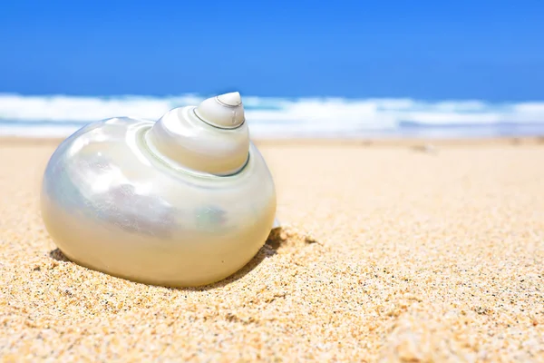 Schelp op het strand — Stockfoto