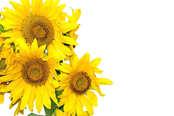 Sunflowers on a white background — Stock Photo, Image