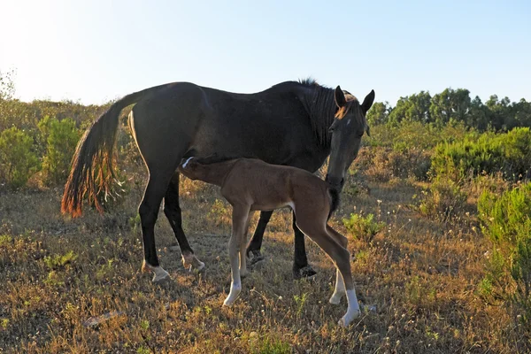 Horse with foal in the countryside from Portugal — Stock Photo, Image