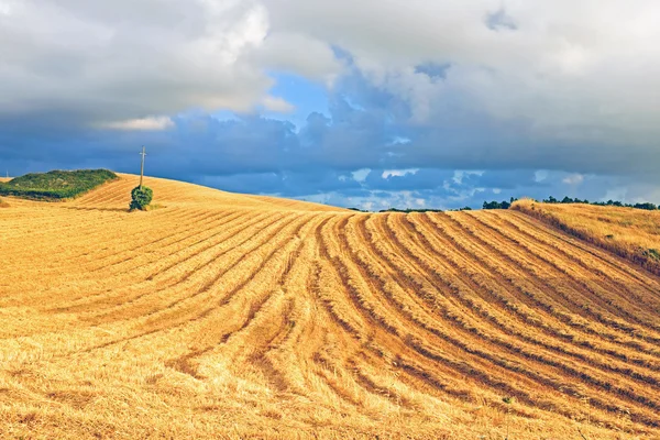 Летом сено в полях из Португалии — стоковое фото