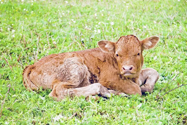 Bebé ternero en el campo de Portugal — Foto de Stock