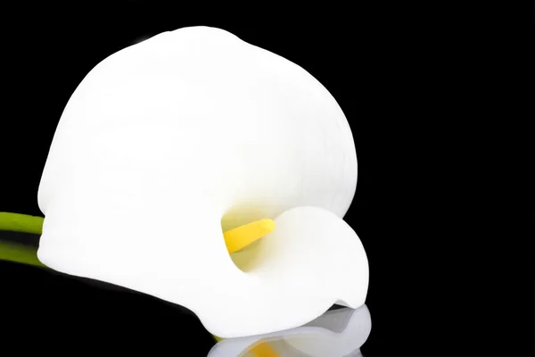 White calla lily close up — Stock Photo, Image
