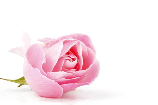 Rosa rose med vanndråper – stockfoto
