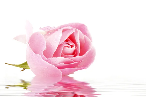 Różowa róża z waterdrops — Zdjęcie stockowe