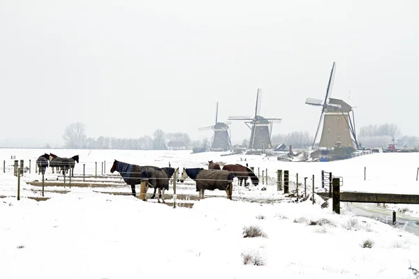 Chevaux en hiver avec moulins à vent traditionnels aux Pays-Bas — Photo