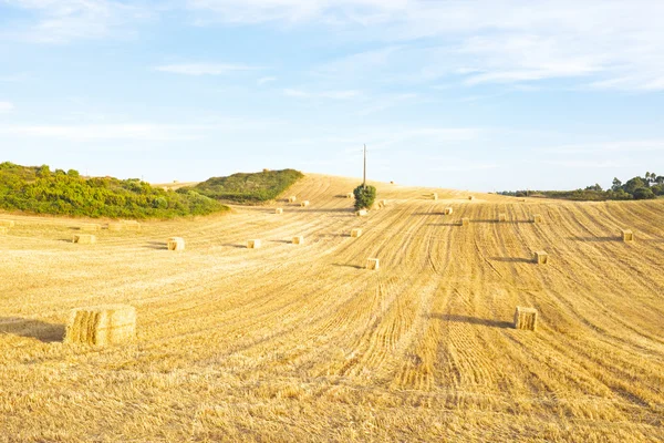 Balíky sena v polích z Portugalska — Stock fotografie