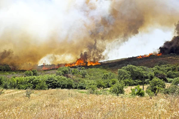 büyük bush yangın, Portekiz westcoast