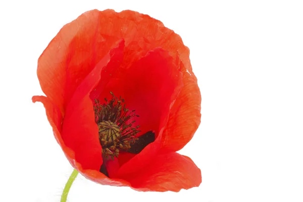 Poppy flower on a white background — Stock Photo, Image