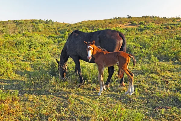 Cheval avec poulain à la campagne du Portugal — Photo