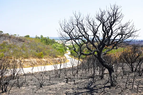 Schwarzer Korkbaum brennt in portugiesischer Landschaft — Stockfoto