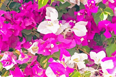 Kırmızı ve beyaz çiçek açması bougainvilla