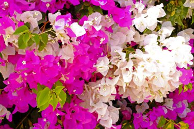 Kırmızı ve beyaz çiçek açması bougainvilla
