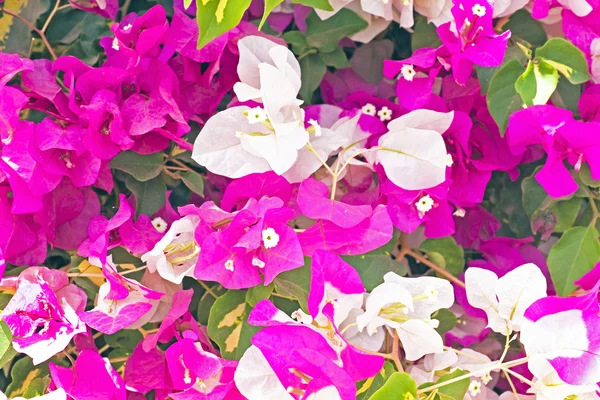 Bougainvilla florescente vermelho e branco — Fotografia de Stock