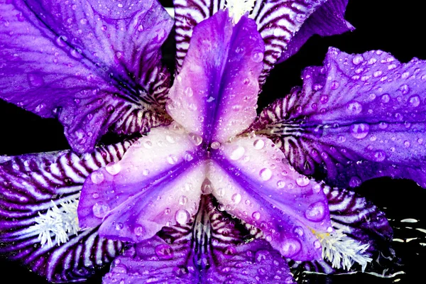 Purpurowy kwiat z kroplami wody — Zdjęcie stockowe