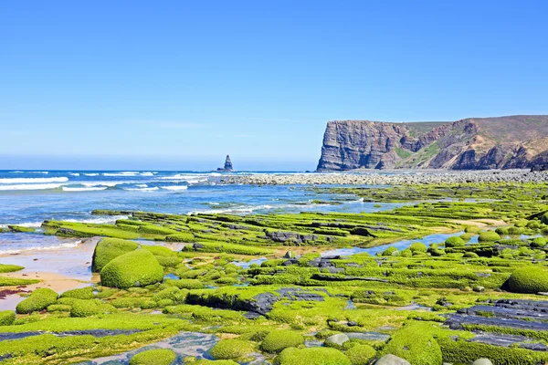 Horniny, které jsou plné mořských řas v Atlantském oceánu v Portugalsku — Stock fotografie