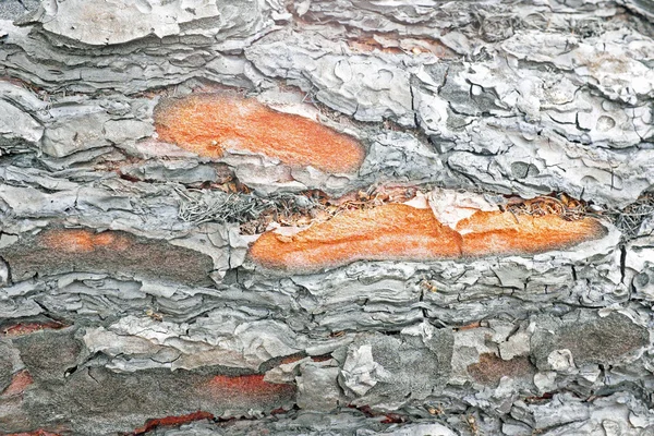 Corteza quemada de un eucalipto de cerca —  Fotos de Stock