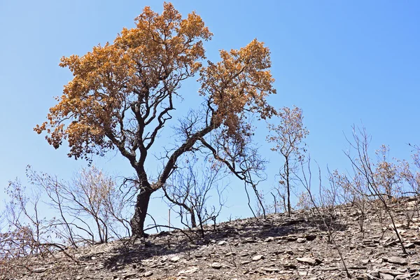 Brända cork tree i portugal — Stockfoto