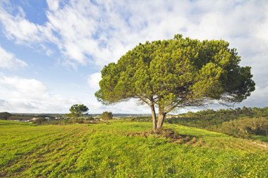 Bahar Portekizli peyzaj