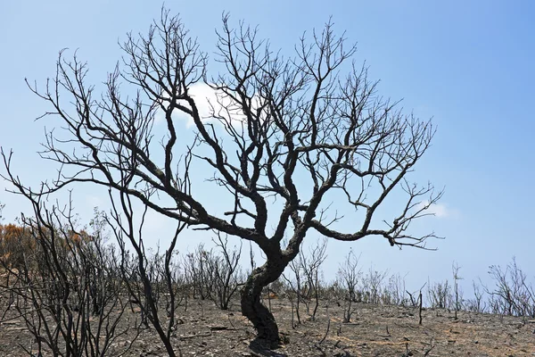 Cortiça preta queimada na paisagem portuguesa — Fotografia de Stock