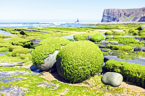 Felsen voller Algen an der Westküste Portugals — Stockfoto