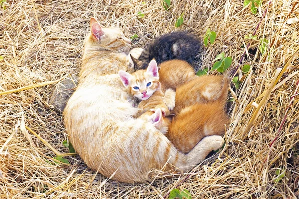 Matka kočka koťata v přírodě — Stock fotografie