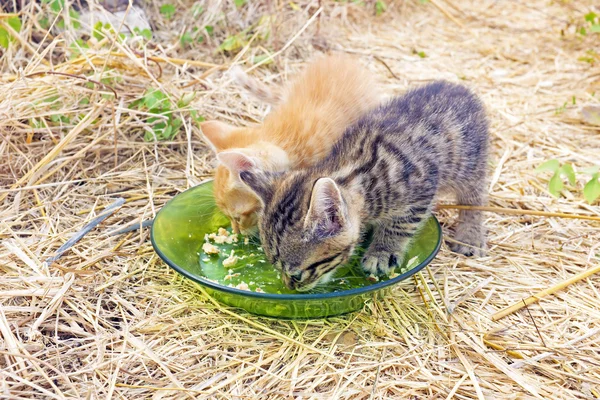 Young kittens eating — Stock Photo, Image