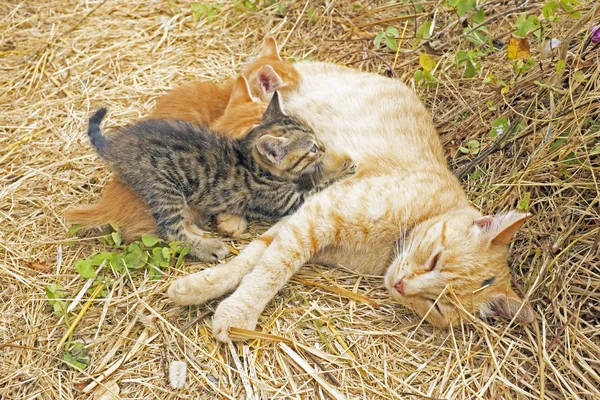 Madre gato con gatitos jóvenes en la naturaleza —  Fotos de Stock