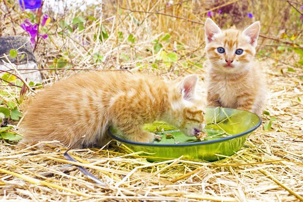 Young kittens eating — Stock Photo, Image