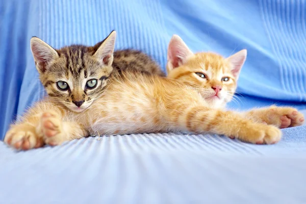 Cute little kittens — Stock Photo, Image