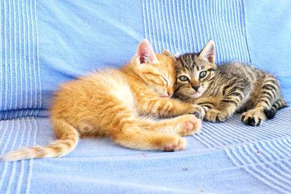 Cute little kittens — Stock Photo, Image