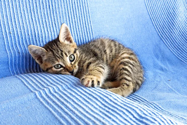 Cute little kitten — Stock Photo, Image